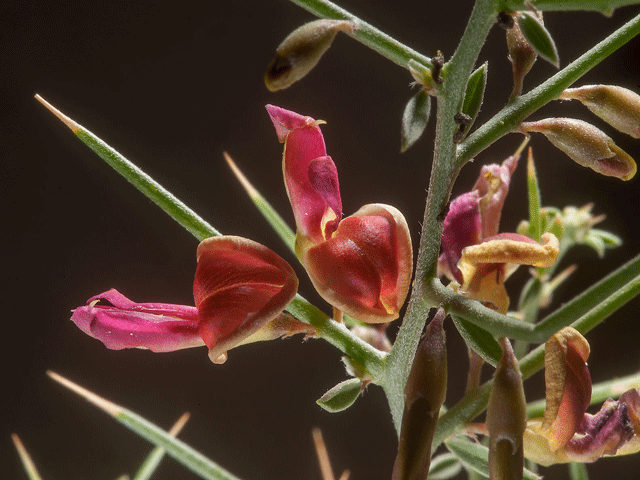 خواص عرق خارشتر