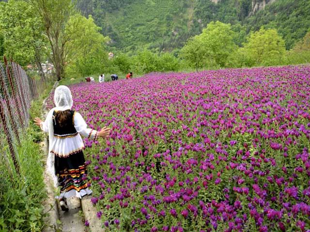 مزایای گل گاوزبان برای کبد چرب