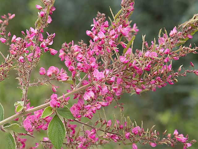 خواص عرق خارشتر برای لاغری